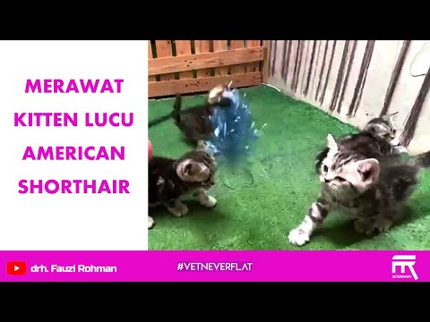 Video: American Wirehaired Cat: Memberi Makan Dan Perawatan