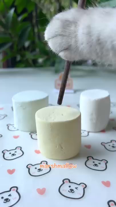 Cooking With Cat!Yummy Idea With Marshmallow | Marshmallow Sandwich Cookies | Cute Cat TikTok#Shorts