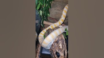 albino Darwin carpet python shedding skin amazing pattern