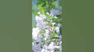 اواخر سورة البقره بصوت جميل 🤍😴