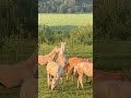 Молодой табун