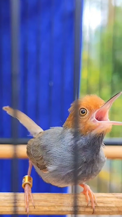 Suara Burung Prenjak Jantan Gacor Memanggil Prenjak Betina