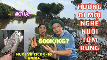 HIỆU QUẢ MÔ HÌNH NUÔI TÔM RỪNG BẰNG CÁCH TẠO THỨC ĂN TỰ NHIÊN THEO CÔNG NGHỆ COPEFLOC TẠI CÀ MAU