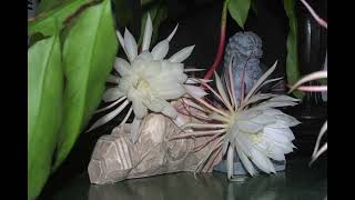 Night Blooming Cereus - Photographs by Paul Kosinski