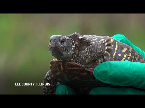 Video: Dog Sniff Out Rare African Tortoise