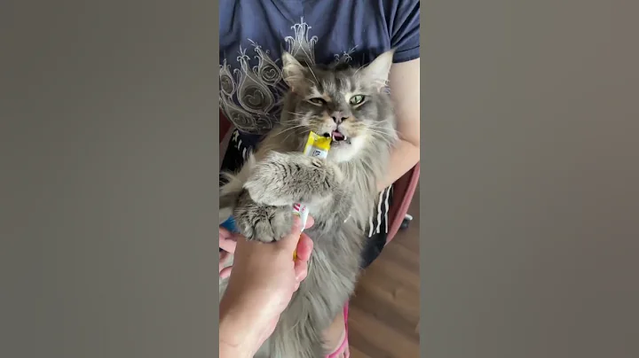 Watch the video about What made this Maine Coon cat calm down? #shorts