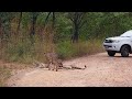 🐆 Three Cheetahs Relax on the Road and Move into the Bush | Kruger National Park 🌿