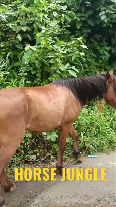 Horse Jungle Riding #short #shortvideo