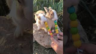 The Little Rabbit Eats Watermelon Candy 🍬🍬#Pets #Rabbit #Cute #Shorts