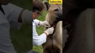 Hyena Rescue By The Doctor