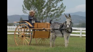 LTR Training Tip #118: Reinsmanship