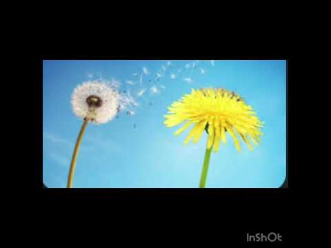 Խատուտիկ խոսք Ալվարդ Սամսոնյան երաժշտ Նարինե Հակոբյան