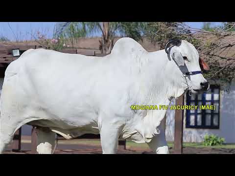 LOTE 10   MOGIANA FIV LUC 2L   PRI 2348 zap