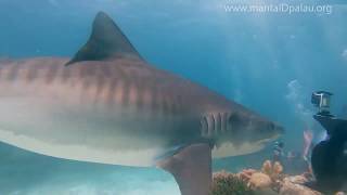 Тигровая акула съела ската Манта