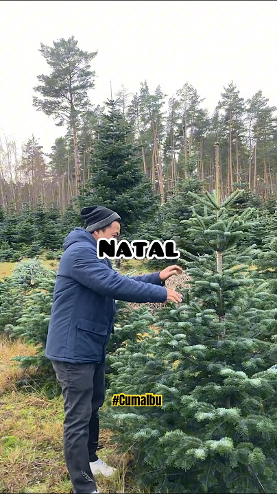 Beli Pohon Natal Asli‼️Ternyata Mahal😳 #CumaIbu #DewataBali #NgeShortsBareng
