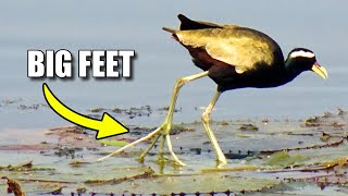 Jacana Facts The Lily Trotter Animal Fact Files