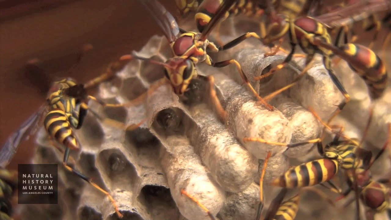camera traps cc Paper Wasps Attacking Camera At NHM