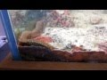 Il nettoie son aquarium, mais ce qu'il trouve sous une roche a de quoi donner une crise cardiaque!