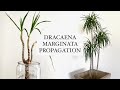 HOW I propagate &amp; shape my Dracaena Marginata