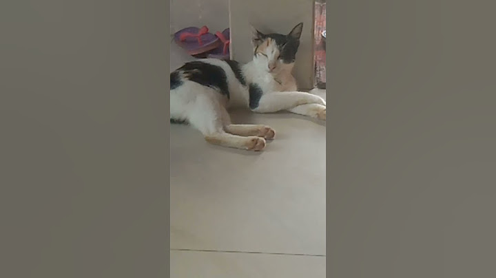 ഞാൻ ഒറ്റക്കാണ് Guys🥲😆#cat#love#catlovers#funny#support#youtubeshorts#shorts