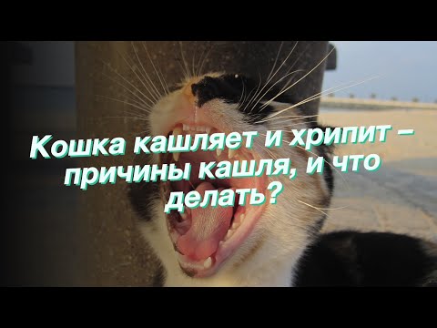 Кот кашляет и хрипит как лечить в домашних условиях