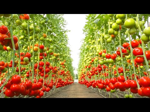 فيديو: الطماطم المزروعة في الدفيئة - تعلم كيفية زراعة الطماطم في الدفيئة