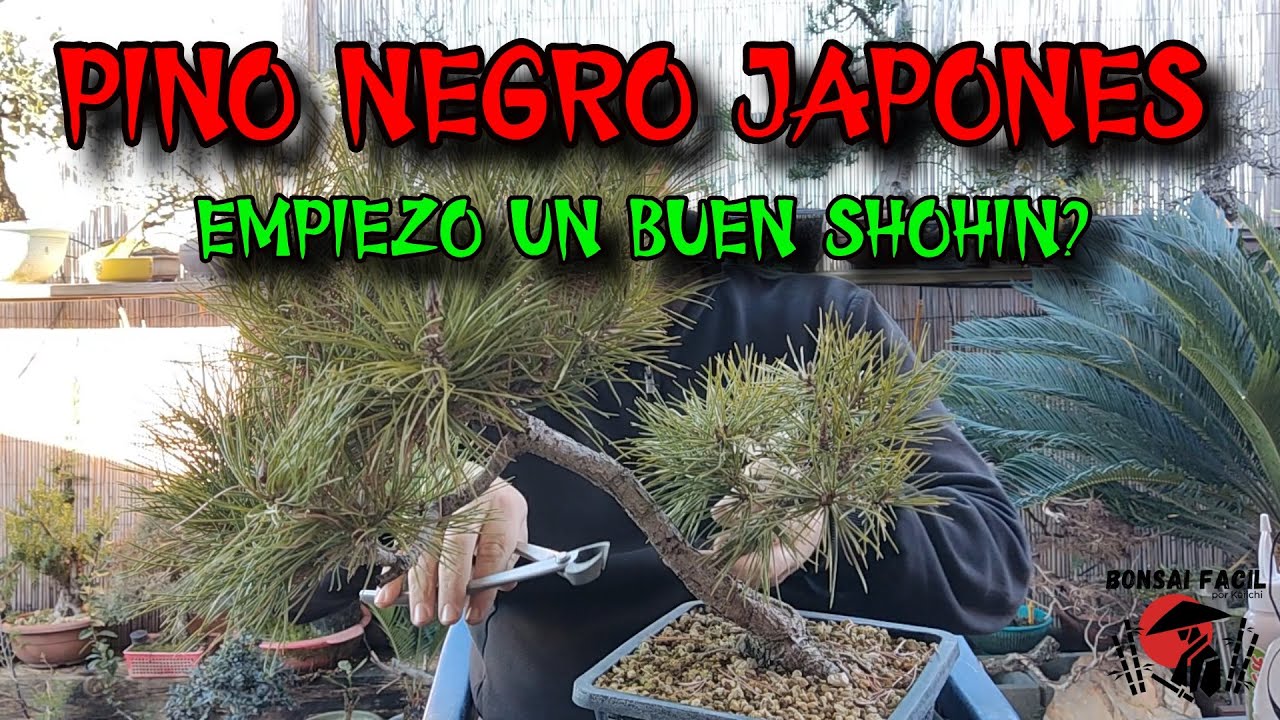 Pino thumbergii adios rama de sacrificio - Bonsai Facil