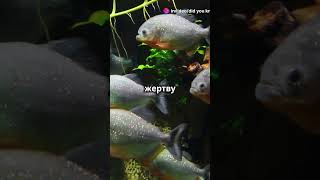 Did you know? 🐟😱Агрессивные рыбы!#rek #shorts #short #animals