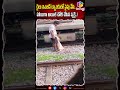 రైలు ఇంజిన్ ట్యాంకులో పైపు వేసి.. హాయిగా ఆయిల్ చోరీ చేసిన వ్యక్తి..! | Sreeni Media