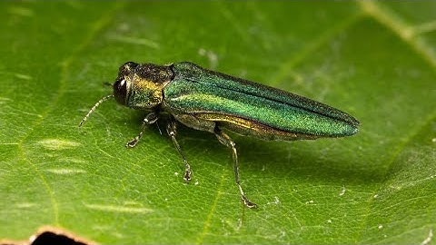 New U of M study reveals fungi from Minnesota can kill emerald ash borer beetles