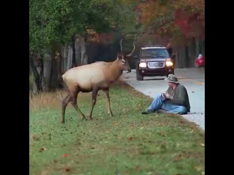 best pet insurance the deer and photographer