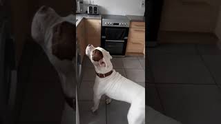 American Bulldog protects his home