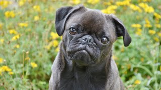 Exercising Your Pug Essential Tips for Keeping Your Furry Friend Active and Healthy