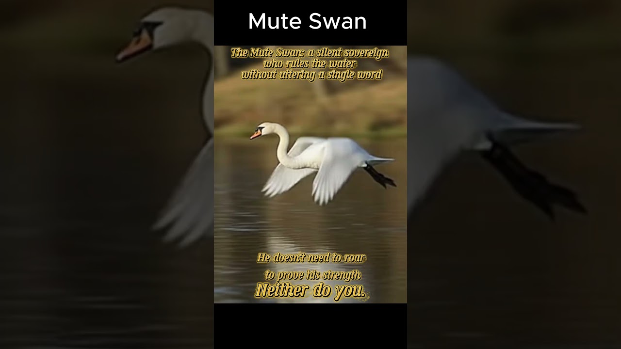 fyp Wake Up 11:11 PM FYP –The Architect of  Water Silence  power. ?🦢