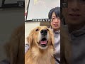 【天国】東京・瑞江の犬カフェでゴールデンレトリバーに埋もれてきました。