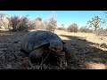 Desert Tortoise @ Joshua Tree National Park