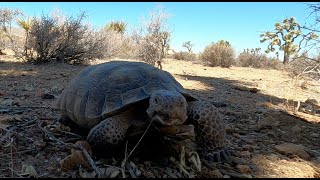 Desert Tortoise @ Joshua Tree National Park