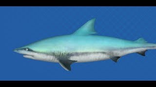 Fishing Strike : Emerald Reef Shark screenshot 4