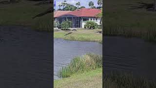 Caught on camera: crane confronts gator—and wins. 🐊🪽#sandhillcrane #alligator #florida