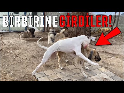 Dogo Argentino Tyson Ve Kangal Ayı Birbirine Girdiler!!