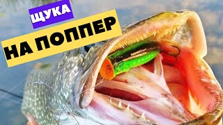 Щука на поппер  Яркие Атаки щуки! Рыбалка на Спиннинг