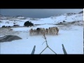 Dog Sledding in Greenland の動画、YouTube動画。