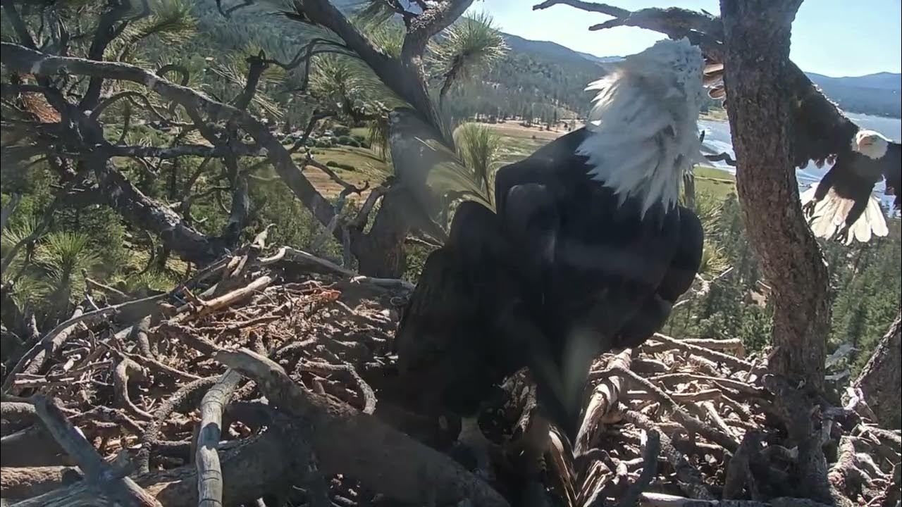Jackie and Shadow at home Big Bear Bald Eagle Wide View Cam / Big Bear