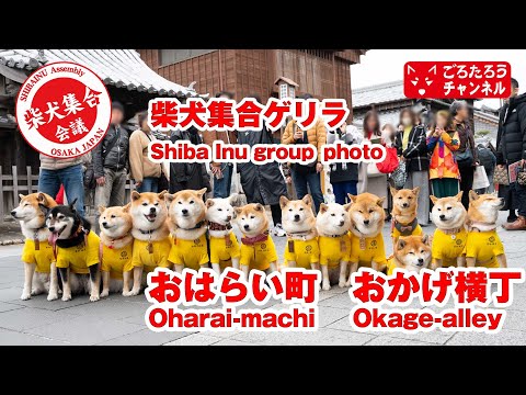 伊勢おはらい町柴犬集合ゲリラ2025