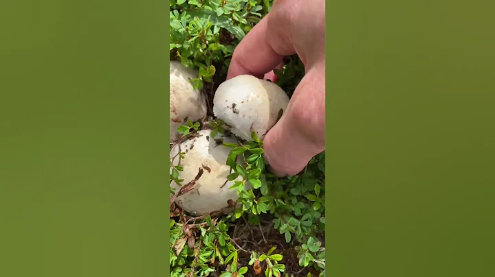 Mushroom Hunting Season!