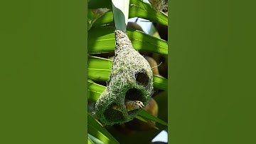 1003 Unbelievable Weaver Bird Build nest  Bird Constructions#shortvideo