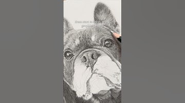 How to draw a realistic French bulldog in graphite pencils #tutorial #graphitepencil #dogdrawing
