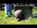 Rescued Pigs See Grass for First Time