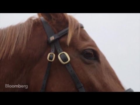 Meet the Horse Worth 17 Lamborghinis