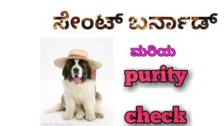 How to check purity of saint bernard puppy